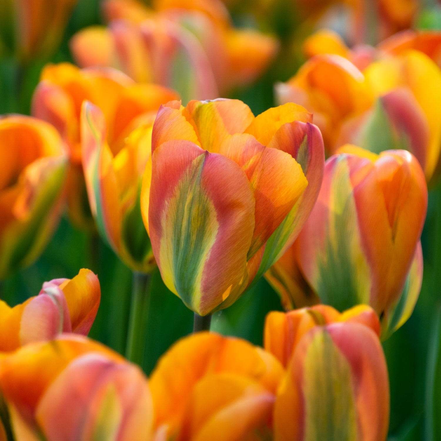Tulipe 'Orange Marmelade'